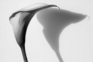 wkl 10 Wilhelm Kleinoder   Calla mit Schatten SW